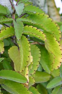 naga06a